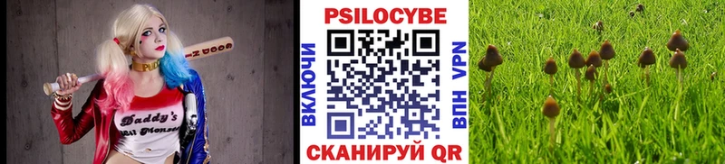 Псилоцибиновые грибы Psilocybe  где купить наркоту  Артём 